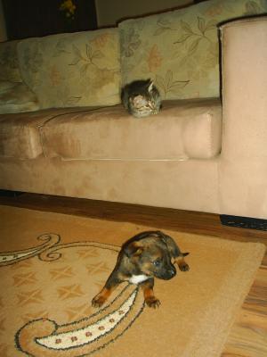 Прикачена снимка