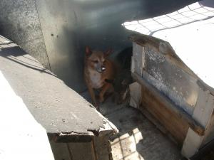 Прикачена снимка