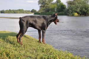 Прикачена снимка