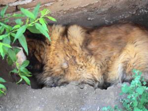 Прикачена снимка