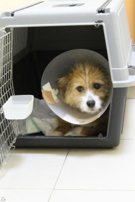 Прикачена снимка
