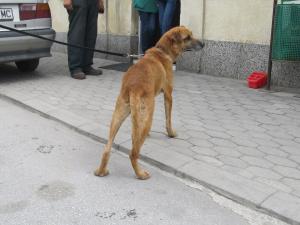 Прикачена снимка