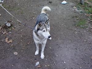 Прикачена снимка