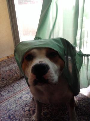 Прикачена снимка