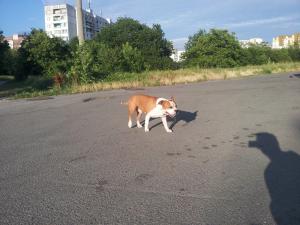 Прикачена снимка