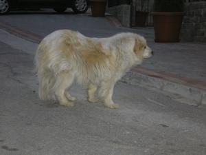 Прикачена снимка