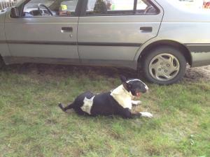 Прикачена снимка
