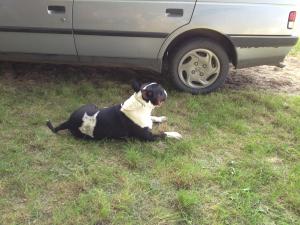 Прикачена снимка
