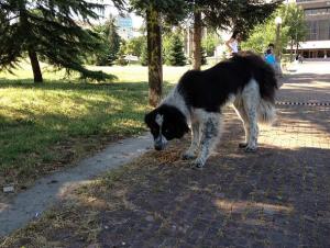 Прикачена снимка