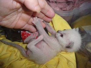 Прикачена снимка