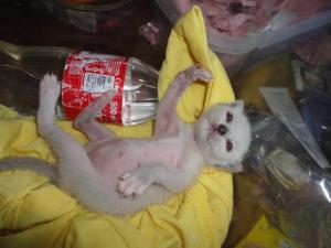 Прикачена снимка