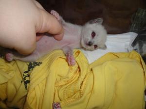 Прикачена снимка