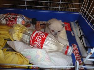 Прикачена снимка
