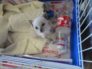 Прикачена снимка