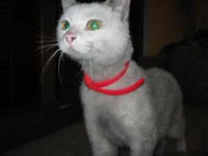 Прикачена снимка