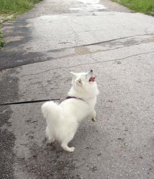 Прикачена снимка