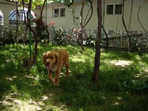 Прикачена снимка