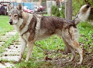 Прикачена снимка
