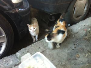 Прикачена снимка