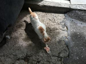 Прикачена снимка