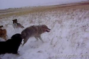 Прикачена снимка