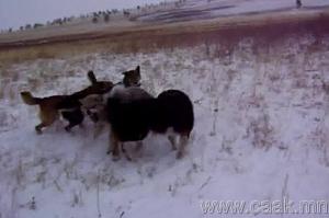 Прикачена снимка
