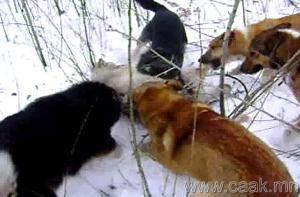 Прикачена снимка