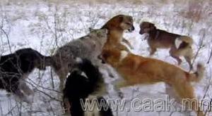 Прикачена снимка