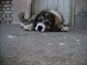 Прикачена снимка