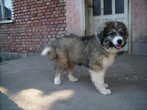 Прикачена снимка