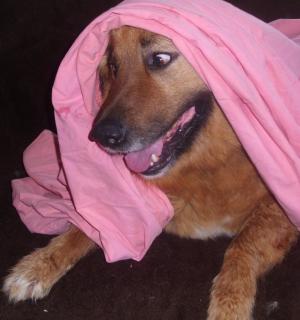 Прикачена снимка