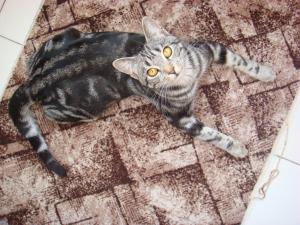 Прикачена снимка
