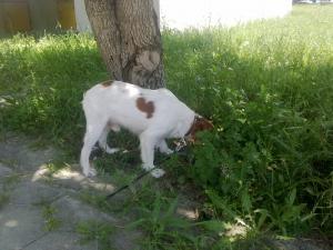 Прикачена снимка