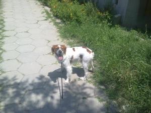 Прикачена снимка