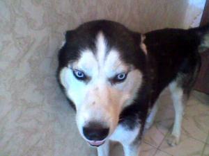 Прикачена снимка