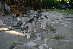 Прикачена снимка