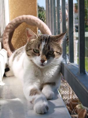 Прикачена снимка