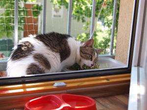 Прикачена снимка