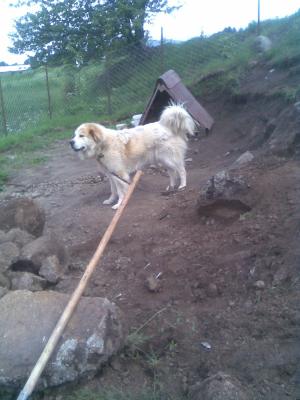 Прикачена снимка
