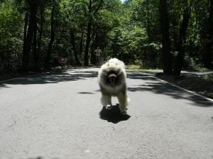 Прикачена снимка