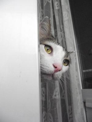 Прикачена снимка