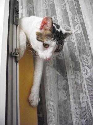 Прикачена снимка