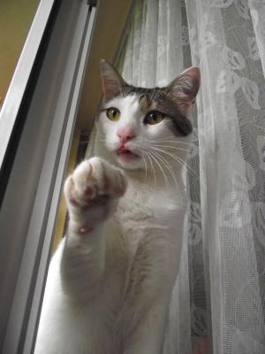 Прикачена снимка