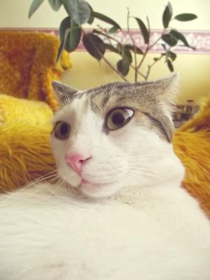 Прикачена снимка