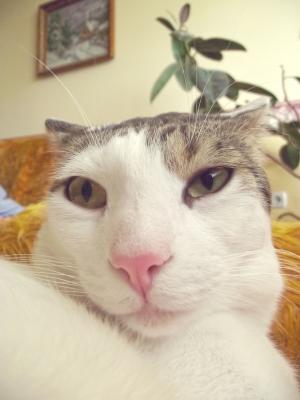 Прикачена снимка