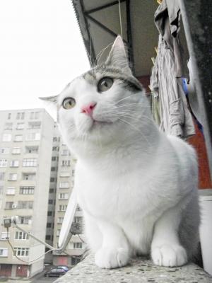 Прикачена снимка