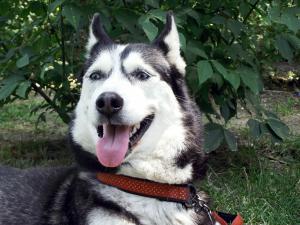 Прикачена снимка