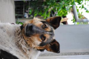 Прикачена снимка