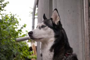Прикачена снимка
