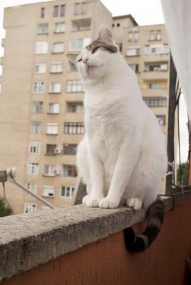 Прикачена снимка